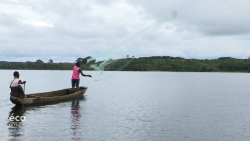Les chercheurs et les ONG restaurent les écosystèmes dégradés du lagon d’Ébrié, en Côte d’Ivoire.