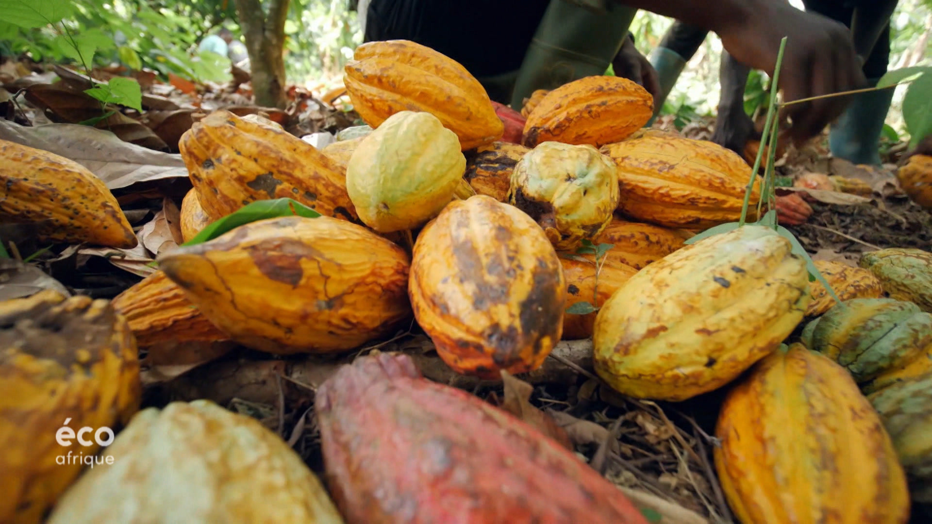 Le cacao durable du Ghana DW 25/05/2023