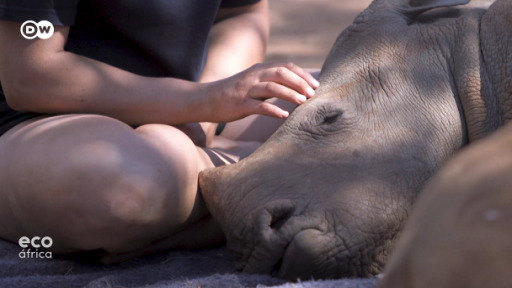 Grupo ambientalista tenta salvar os rinocerontes das garras dos caçadores furtivos.