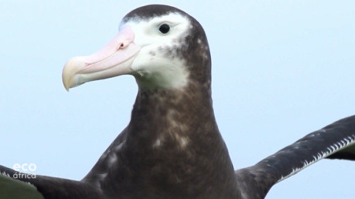 Cientistas franceses procuram formas de proteger albatrozes que engolem anzóis nas redes de pesca.