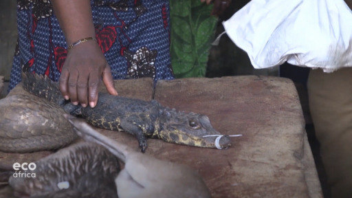 Comer animais em extinção é comum na Nigéria. Agora ativistas da vida selvagem estão a tentar salvá-los do abate.