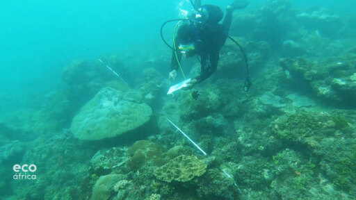Os cientistas estão a monitorizar os recifes de coral em Mombaça e a consciencializar para a conservação das espécies.