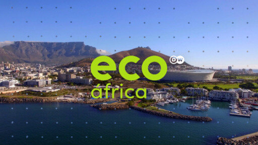 No Eco África, a missão é salvar o corvo-marinho e tornar os produtos mais sustentáveis.