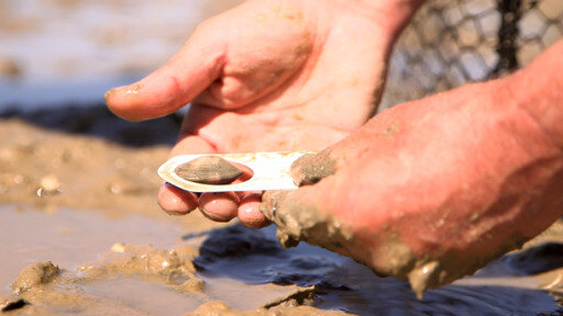 Frische Muscheln und Austern – wild und nachhaltig geerntet an der französischen Atlantikküste.