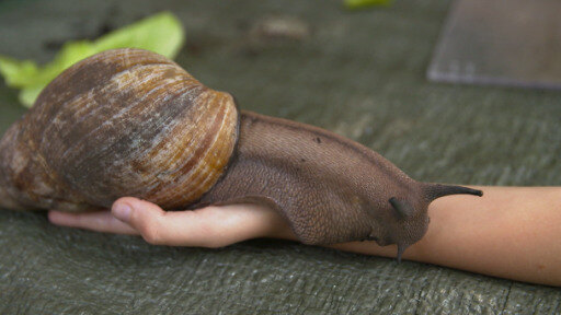 Slow but successful - Giant African land snails can help people with mental health issues.