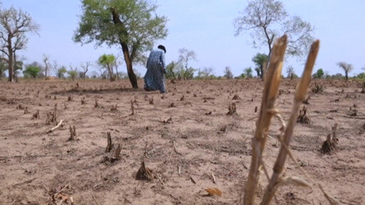 تداعيات تغيّر المناخ تؤثر على الأمن الغذائي للأفارقة وتؤجج الصراعات في القارة السمراء وتفاقم من عمليات النزوح فيها.