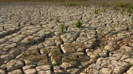 مخاطر تهدد زراعة المانجو والأفوكادو في اسبانيا بسبب سوء الإدارة والجفاف. 