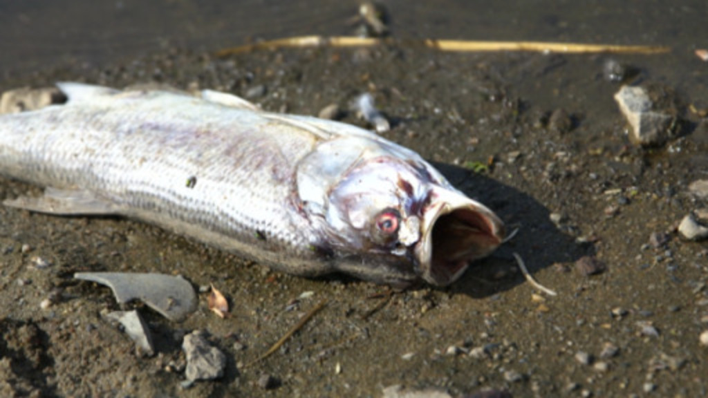 تلوث مياه نهر الأودر يقتل آلاف الأسماك 