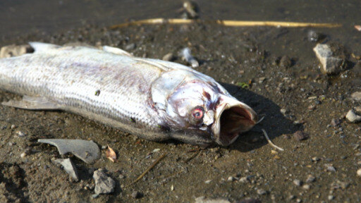 تلوث مياه نهر الأودر الفاصل بين ألمانيا وبولندا يقتل آلاف الأسماك 