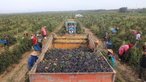 بات يُعرف النبيذ التونسي بجودته عالميًا، ما يدرّ حوالي 160 مليون دولار لخزينة الدولة النونسية التي تحتكر إنتاجه.