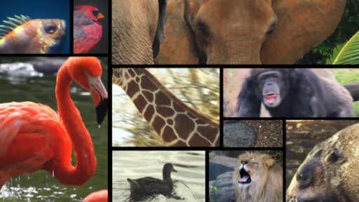 مؤتمر في بنما يهدف للتوصل لاتفاقية لحماية الأنواع الحياتية المهددة بالانقراض. الحديث يدور عن حيوانات مهددة بقوة.