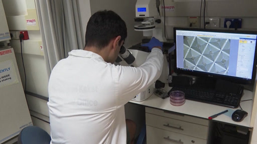 علماء إسرائيليون ينتجون نموذجا لجنين بشري بخلايا جذعية