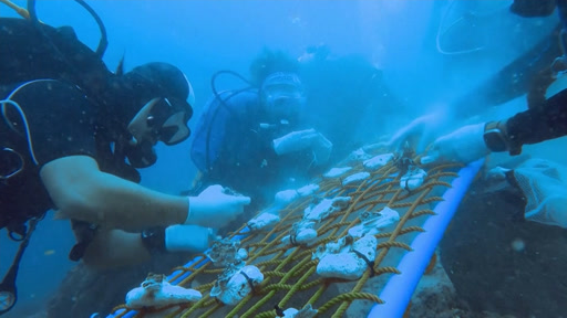 ارؤتفاع حرارة المياه في البحار والمحيطات يتسبب في موت الشعاب المرجانية
