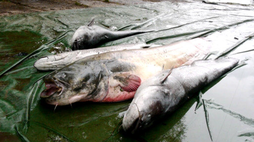 200 Tonnen toter Fische wurden geborgen, außerdem sind viele weitere Tierarten betroffen. 