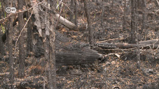 Siberia's out-of-control fires