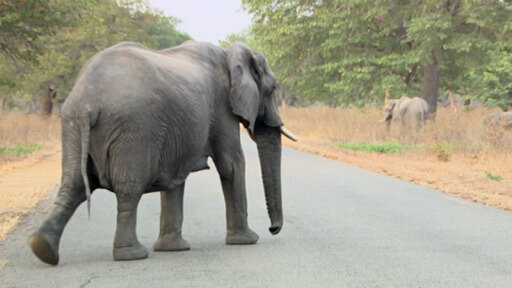 Zimbabwe's elephant population has surged to double the number the land can support.