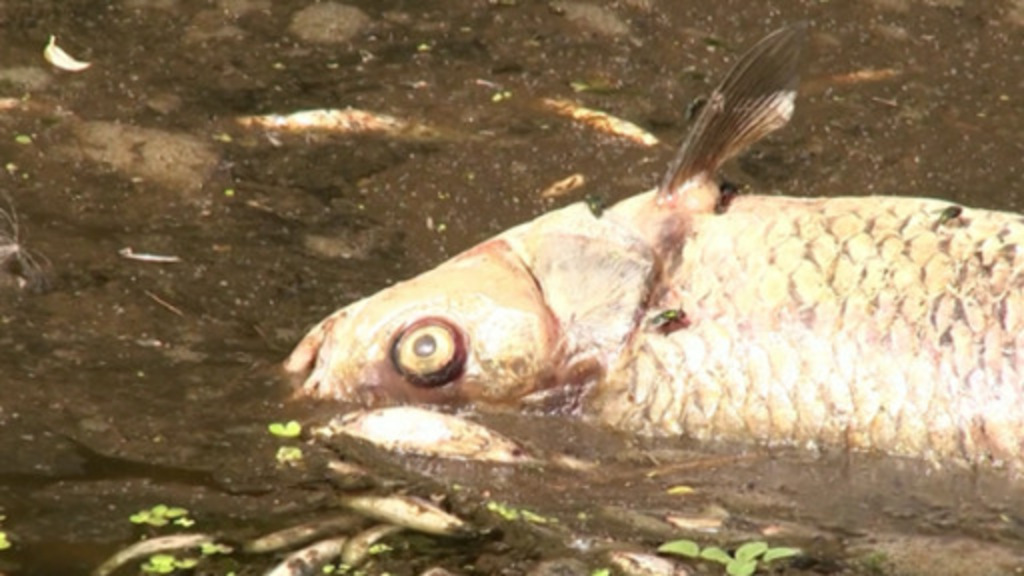 Masses of fish die in River Oder – DW – 08/12/2022