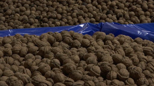 Las exportaciones de nueces del oeste de Estados Unidos se ven afectadas por problemas en la cadena de suministro.