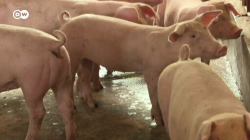 Muchos ciudadanos ya no pueden permitirse comprar carne de cerdo. El gobierno ha prohibido su exportación hasta abril.