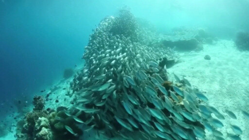 La contaminación de los océanos no solo peligra la vida de los animales marinos, sino también la de los pescadores. 