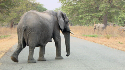 La población de elefantes en Zimbabue creció el doble de lo que el país puede soportar.