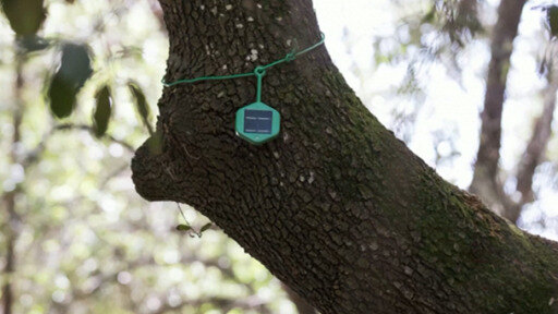 11 datos curiosos sobre los árboles | Todos los contenidos | DW | 31.07.2020