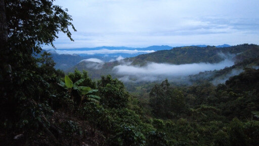 Los cultivos de coca crecieron un 43 % en 2021 en Colombia, según el último informe anual de la Oficina de ONU.