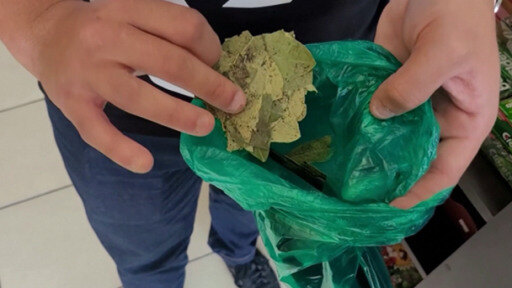 La milenaria tradición de mascar hojas de coca se vuelve cada vez más popular en la ciudad boliviana de Santa Cruz.