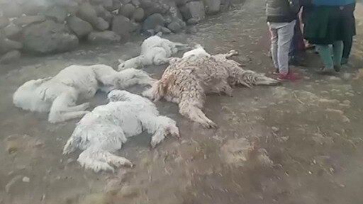 En 2022 ya se registró la muerte de 25.000 alpacas.