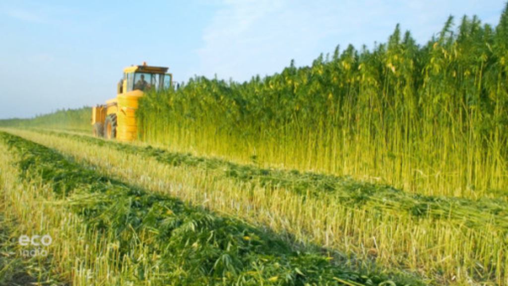 Explainer History Of Hemp Cultivation DW 02 05 2021 Explainer History Of Hemp Cultivation DW 02 05 2021