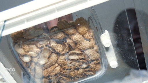 Researchers in Dakar are trying to make scalable batteries from the ubiquitous shells of peanuts.