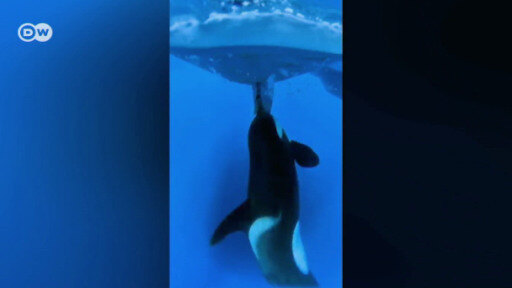 Spanien: Angriff der Orcas