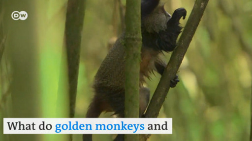 Golden monkeys are endangered. Their habitat in Virunga Mountains is shrinking, but a project could preserve it.