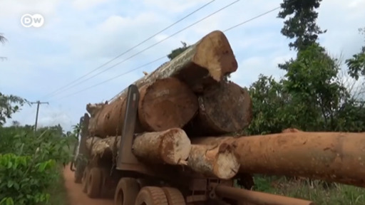 In Bia National Forest in Ghana, an NGO developed an app that monitors illegal logging and rewards legal harvesting. 