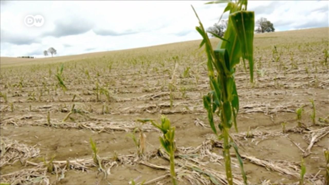 Farmers Feel Effects Of Climate Change DW 07 07 2021