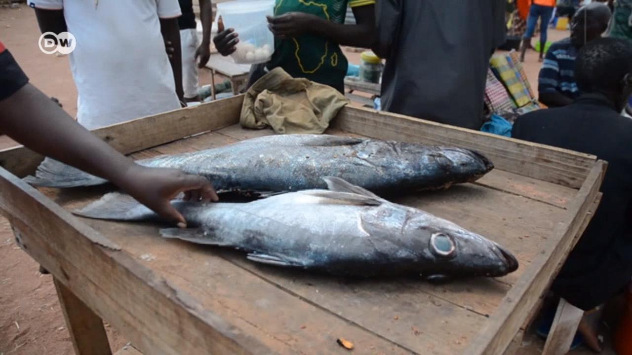 More than 90 percent of fishers from lake Tanganyika, lack refrigerators for storing fish stocks.