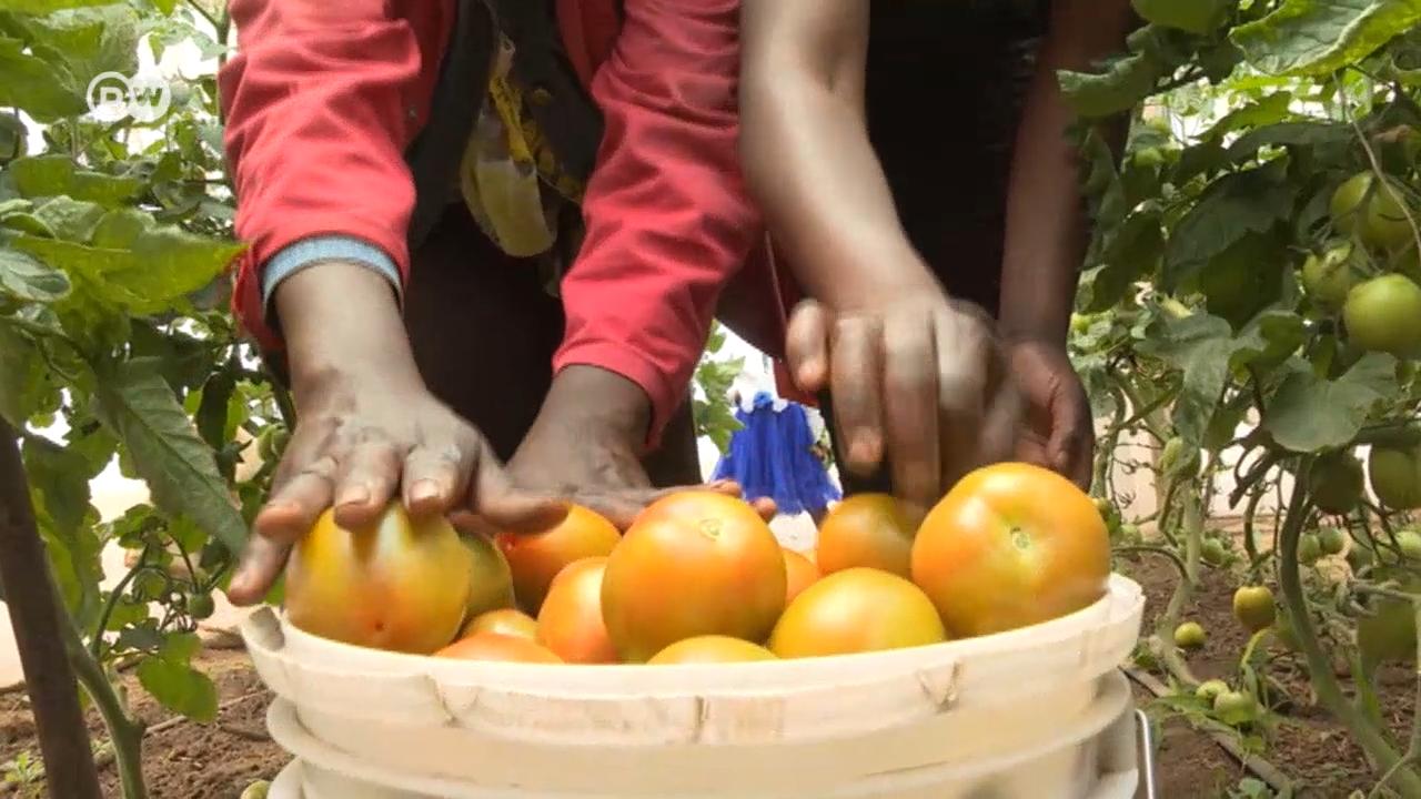 Farmer Gabriel Mwangi Kariuki knows how to use his greenhouse to the fullest.
