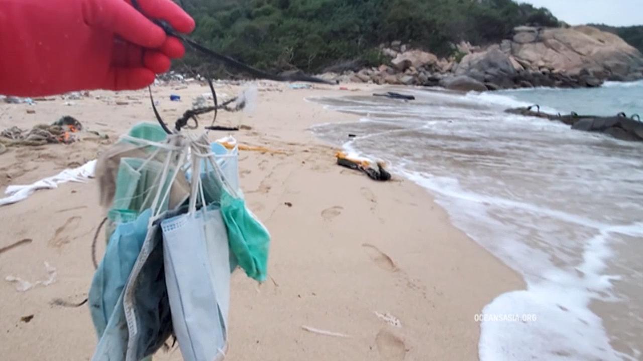 Máscaras no mar. Morte de pinguim alerta para os perigos dos resíduos da  pandemia