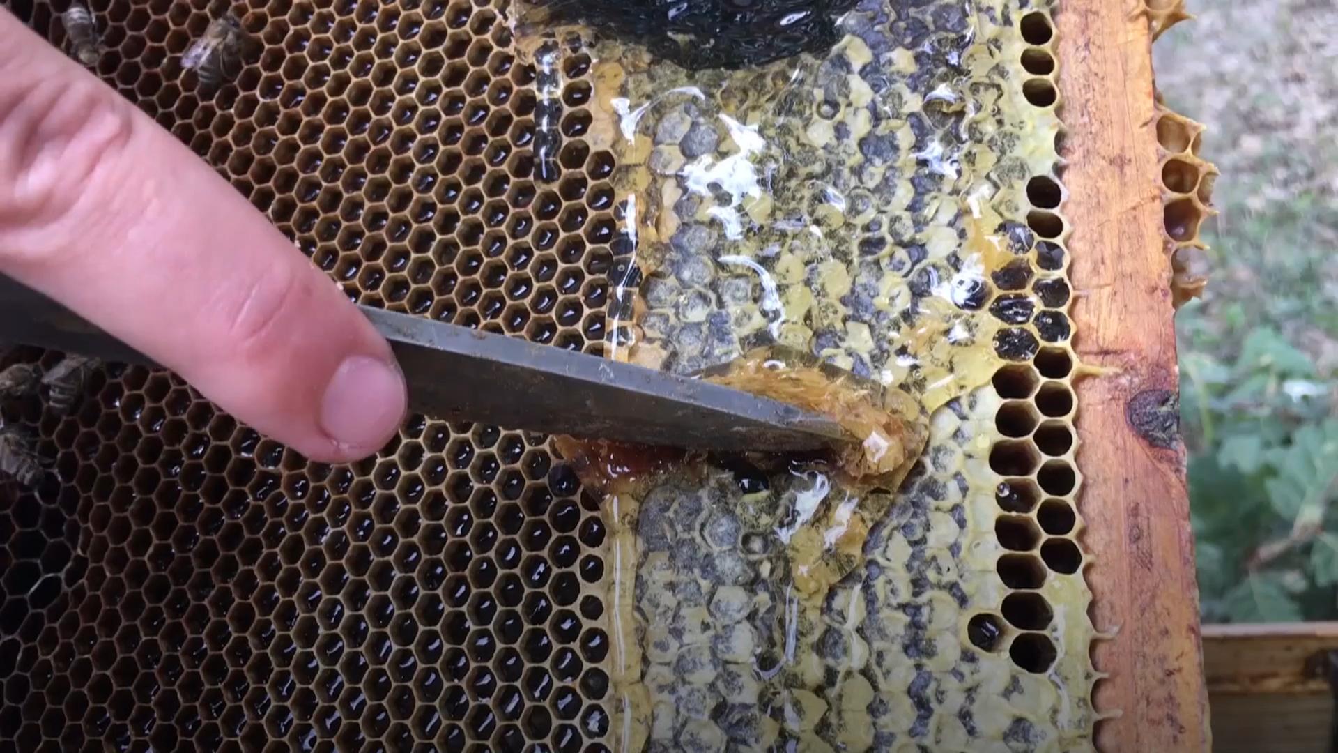 Više pčela, manje meda?