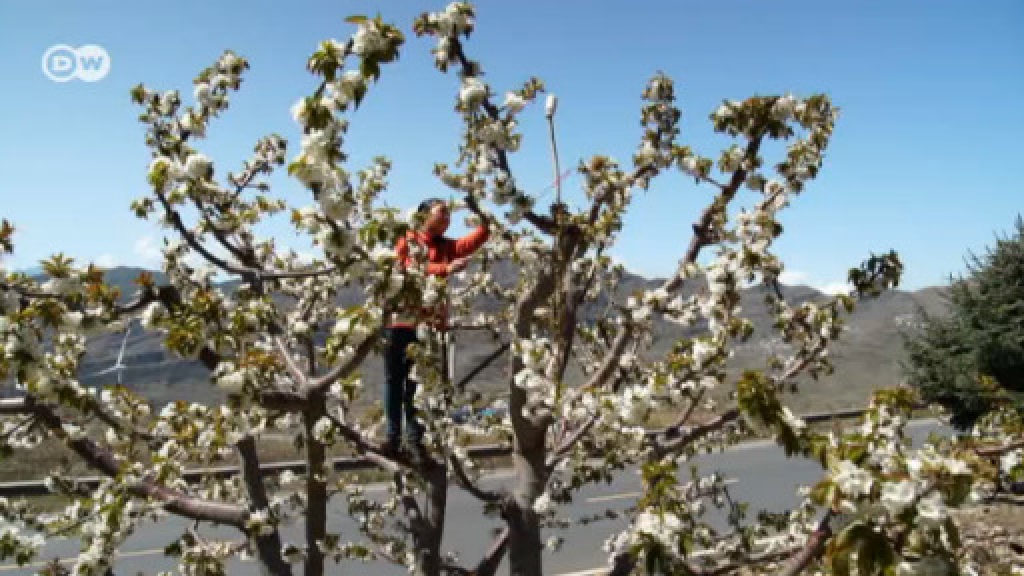 Blten ohne Bienen