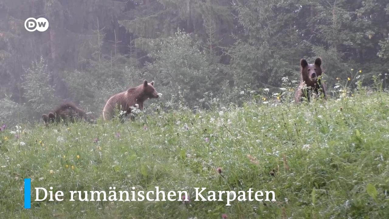 In den rumänischen Karpaten leben tausende Braunbären - so viele wie kaum anderswo in Europa.