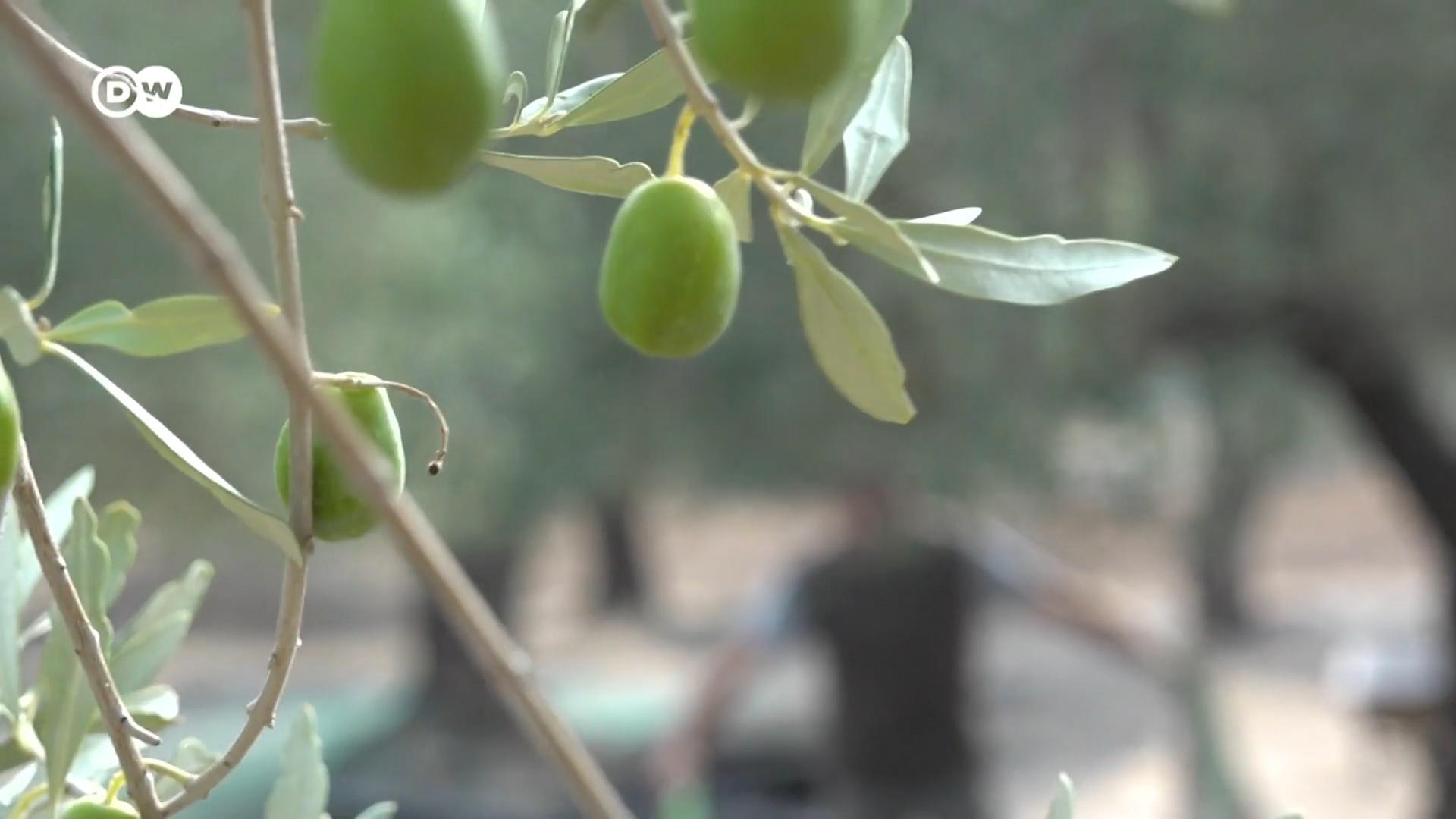 Klimawandel auf Lesbos: Extreme Hitze- und Dürreperioden machen den Olivenbauern zu schaffen. 