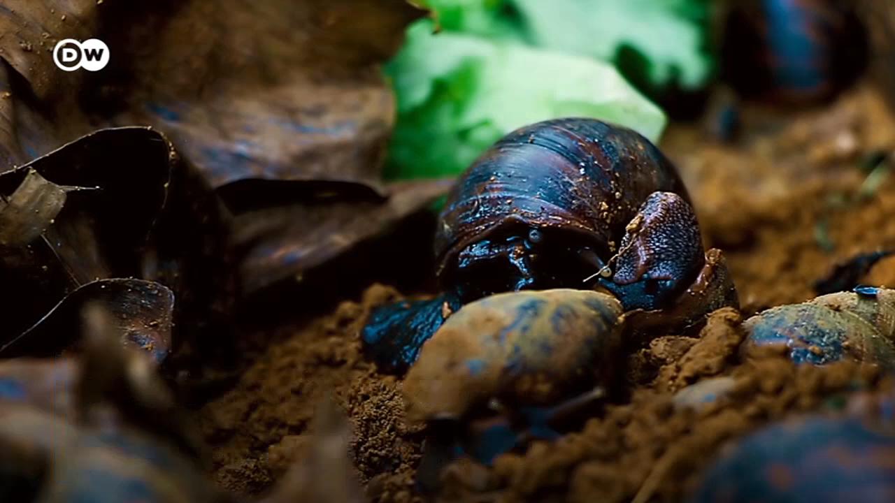 L'escargot : un mollusque qui vaut de l'or au Cameroun 