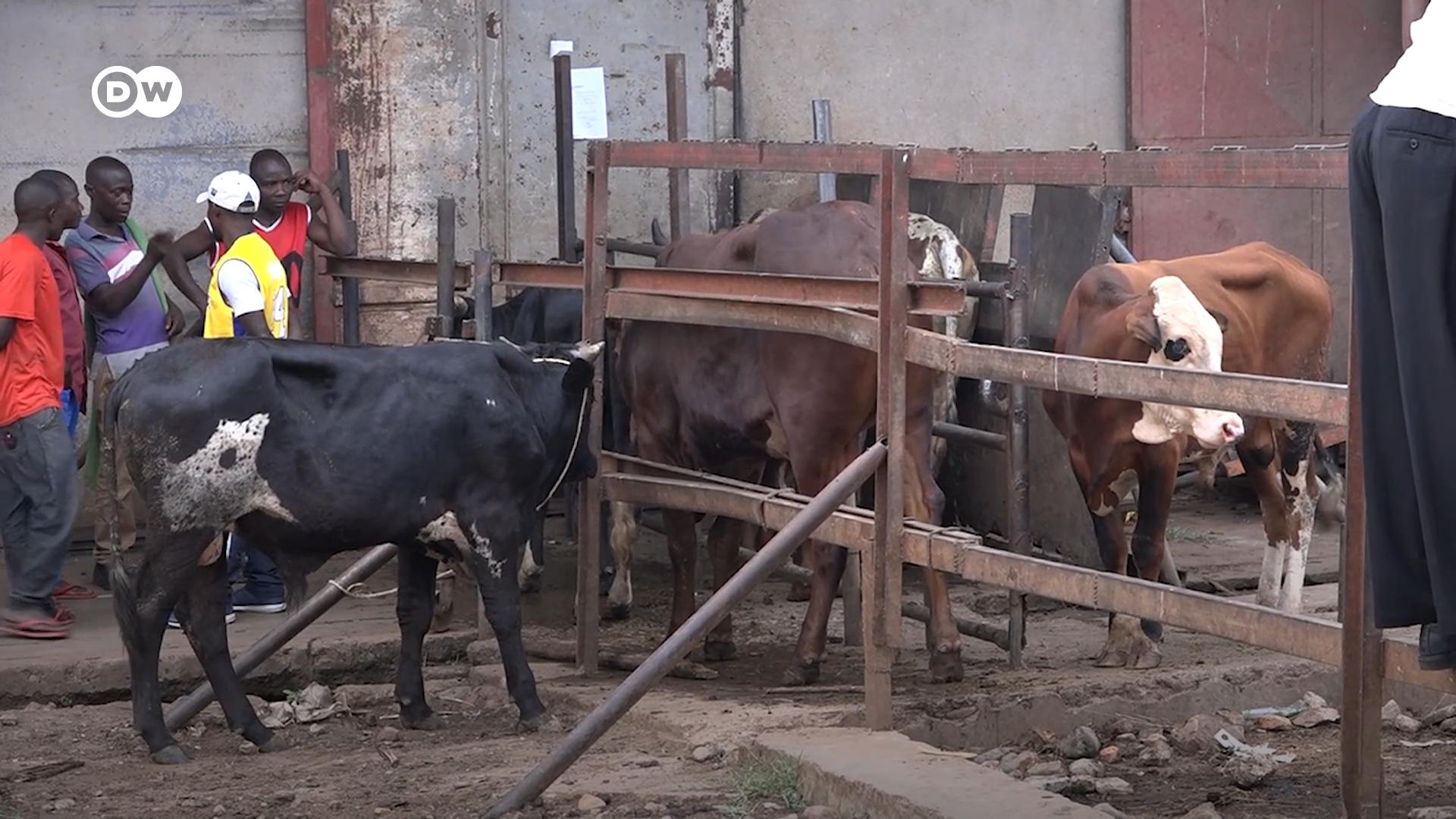 Burundi : reprise de l’abattage des vaches