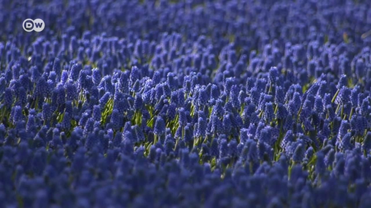 Πανδαισία χρωμάτων στο Φεστιβάλ Τουλίπας