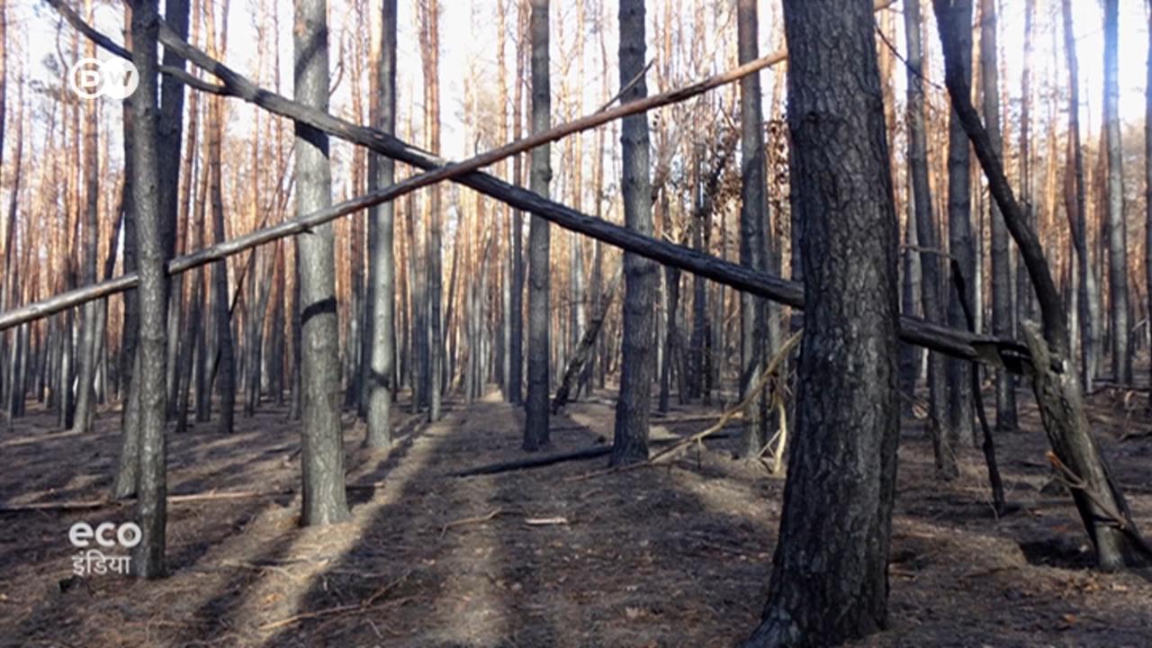 आग के बाद जंगल को बसाने की कोशिश