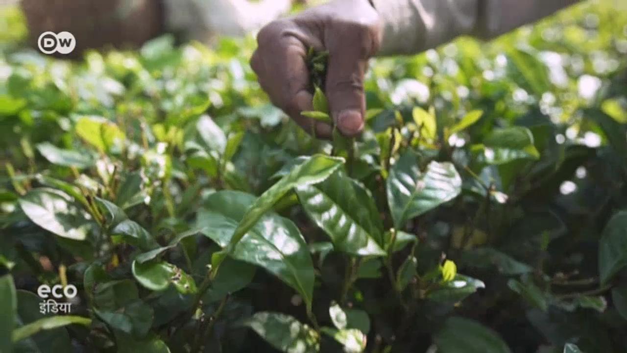 बढ़ रही है ऑर्गेनिक चाय की मांग 