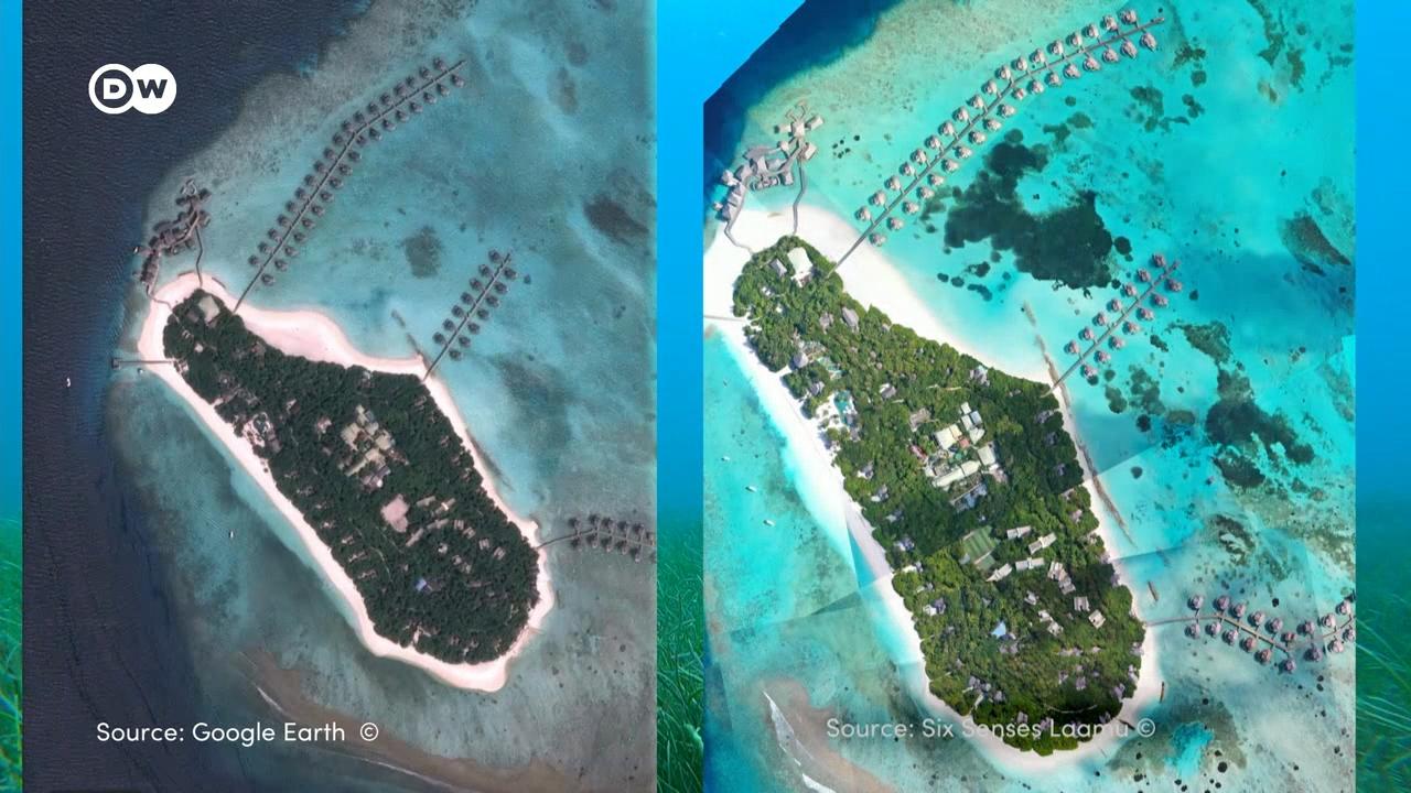 समुद्री घास की पर्यावरण में एक अहम भूमिका है- वो कार्बन का भंडारघर होती है. मालदीव में यह बड़ी मात्रा में पाई जाती है.