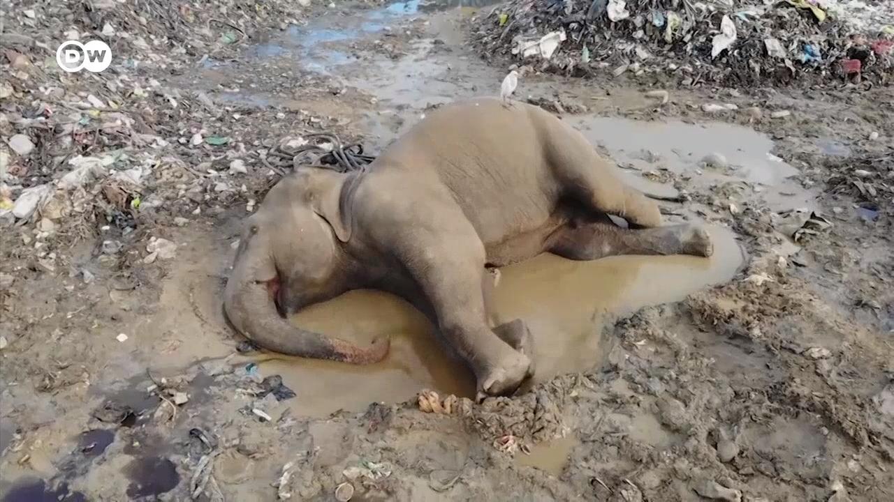 प्लास्टिक खाकर मरते हाथी