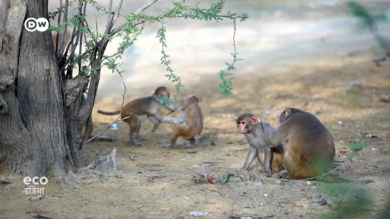 दिल्ली में बंदरों के आतंक के पीछे ये है असली वजह